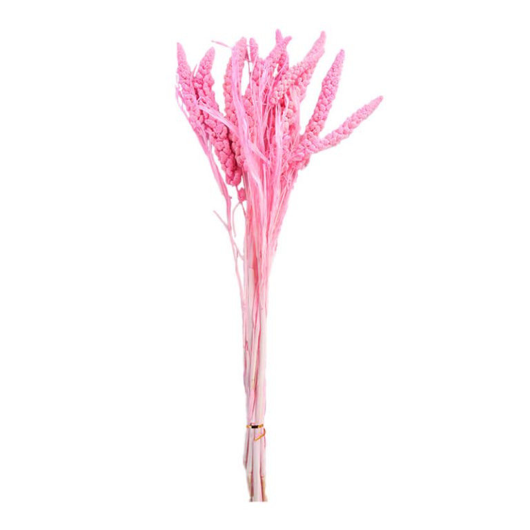 High Quality Natural Dry Xiaomi Panicle 10 Branches5